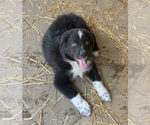 Small Photo #5 Australian Shepherd Puppy For Sale in ASHLAND CITY, TN, USA