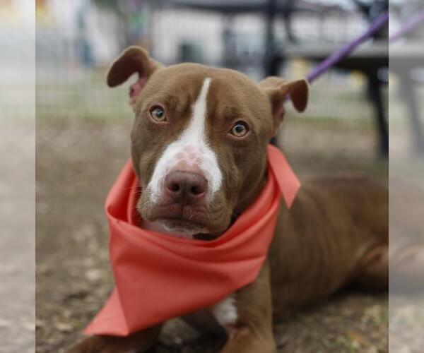Medium Photo #1 American Staffordshire Terrier-Unknown Mix Puppy For Sale in San Antonio, TX, USA