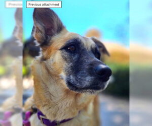 German Shepherd Dog-Unknown Mix Dogs for adoption in Placerville, CA, USA