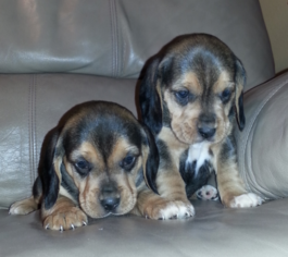Beagle Puppy for sale in LICKING, MO, USA