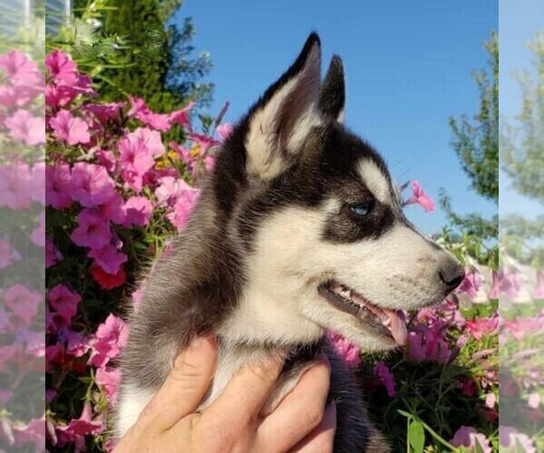 Medium Photo #2 Siberian Husky Puppy For Sale in NEWAYGO, MI, USA