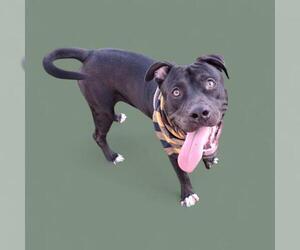 American Pit Bull Terrier Dogs for adoption in Bakersfield, CA, USA