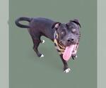 Small American Pit Bull Terrier