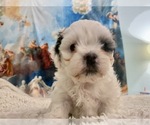 Small Photo #15 Zuchon Puppy For Sale in GALENA, NV, USA