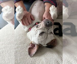 Charlotte - Adopt Me! - Female Bulloxer Dog for Adoption - Photo #19