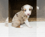 Puppy Sandie Australian Shepherd