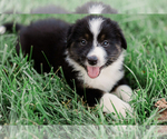Small #1 Australian Shepherd