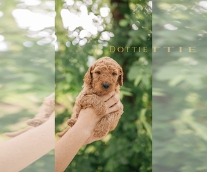 Goldendoodle Puppy for sale in PECK, KS, USA