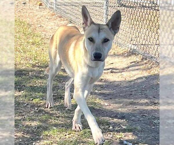 Medium Photo #2 German Shepherd Dog-Unknown Mix Puppy For Sale in Conroe, TX, USA