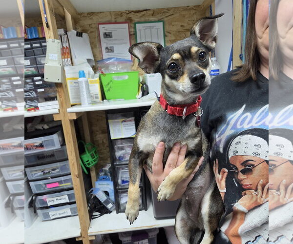 Medium Photo #6 Miniature Pinscher-Unknown Mix Puppy For Sale in Fargo, ND, USA