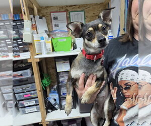 Fresca - Female Miniature Pinscher-Unknown Mix Dog for Adoption - Photo #6