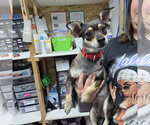 Small Photo #6 Miniature Pinscher-Unknown Mix Puppy For Sale in Fargo, ND, USA