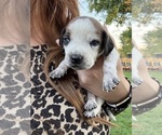 Small Treeing Walker Coonhound