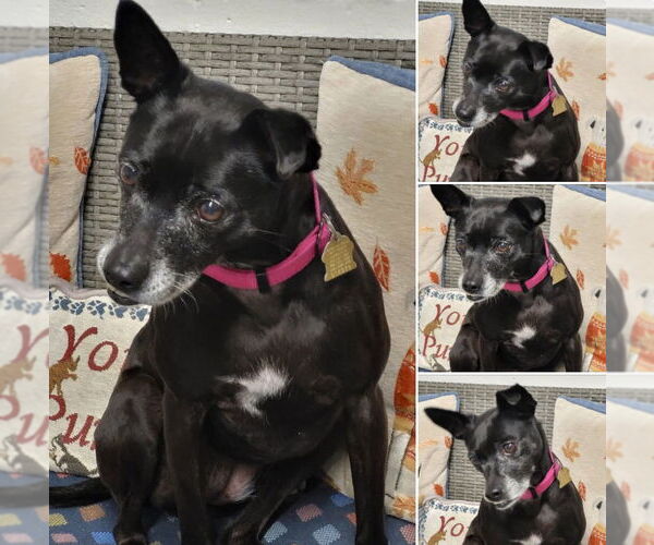 Medium Photo #5 Chihuahua-Unknown Mix Puppy For Sale in Ellijay, GA, USA