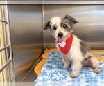 DR. THOMAS - Male Shih-Poo Dog for Adoption - Small photo