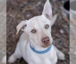 Small #10 Labrador Retriever Mix