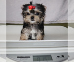 Small #5 Yorkshire Terrier