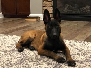Belgian Malinois Puppy for sale in WILLIAMSBURG, OH, USA