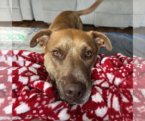 American Pit Bull Terrier-Labrador Retriever Mix Dogs for adoption in Fargo, ND, USA