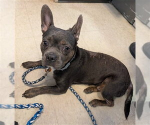 French Bulldog-Unknown Mix Dogs for adoption in Plano, TX, USA