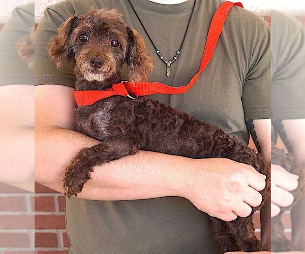 Medium Photo #2 Mutt Puppy For Sale in Carrollton, TX, USA
