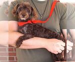 Small #1 Mutt