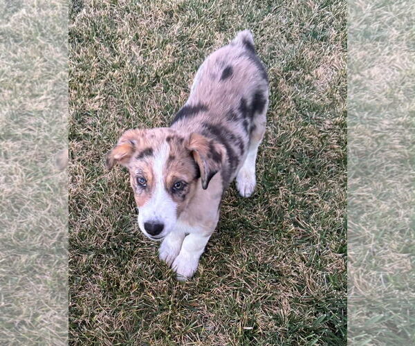 Medium Photo #1 Australian Shepherd-Unknown Mix Puppy For Sale in Grafton, WI, USA