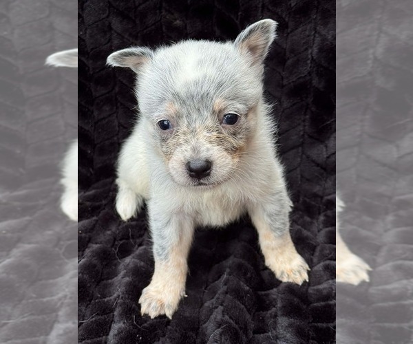Medium Photo #1 Australian Cattle Dog Puppy For Sale in STATE ROAD, NC, USA