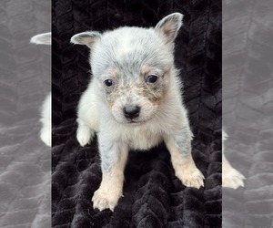 Australian Cattle Dog Puppy for sale in STATE ROAD, NC, USA