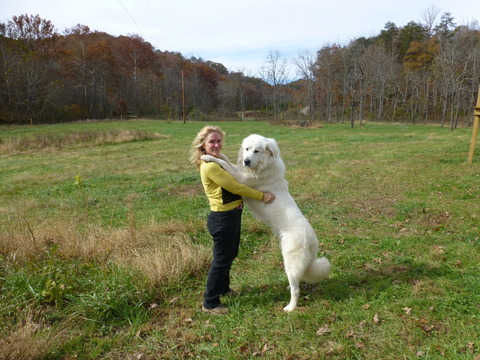 Medium Photo #1 Great Pyrenees Puppy For Sale in RED HOUSE, WV, USA