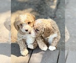 Small #2 Goldendoodle (Miniature)