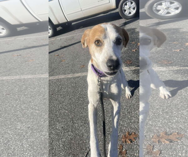 Medium Photo #8 Mutt Puppy For Sale in Rustburg, VA, USA