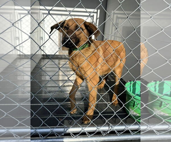 Medium Photo #2 Mutt Puppy For Sale in Hinton, WV, USA