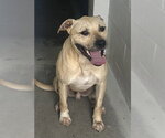 Small Black Mouth Cur Mix