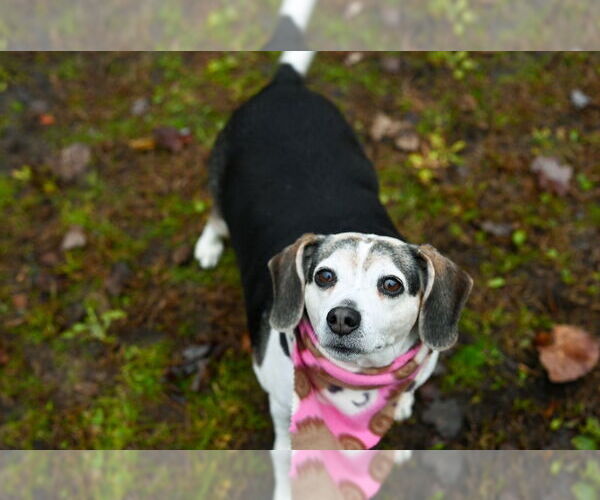 Medium Photo #4 Beagle Puppy For Sale in Gloversville, NY, USA