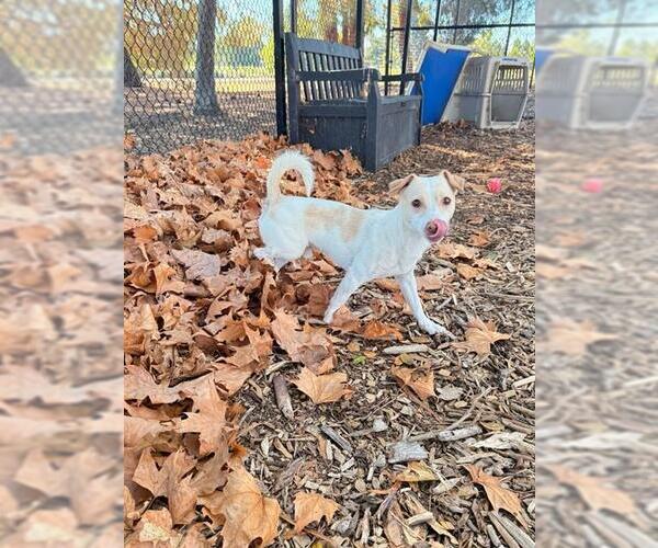 Medium Photo #2 Chihuahua Puppy For Sale in Fremont, CA, USA