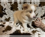 Small Photo #5 Australian Shepherd Puppy For Sale in ASTOR, FL, USA