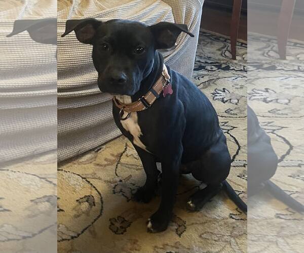 Medium Photo #1 Labrador Retriever-Unknown Mix Puppy For Sale in Mount Laurel, NJ, USA