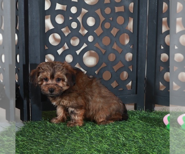 Medium Photo #5 Yorkiepoo mix (+ Poodle Toy) Puppy For Sale in MOUNT VERNON, OH, USA
