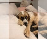 Small #9 Great Pyrenees