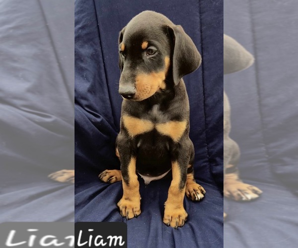Medium Photo #2 Doberman Pinscher Puppy For Sale in POMEROY, OH, USA