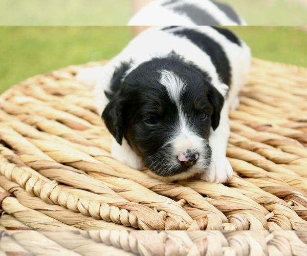 Medium Photo #6 Bernedoodle Puppy For Sale in KNOB NOSTER, MO, USA