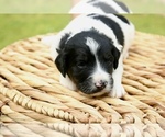 Small #5 Bernedoodle