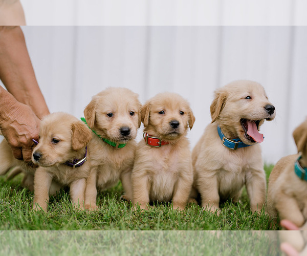 View Ad Golden Retriever Litter of Puppies for Sale near New York