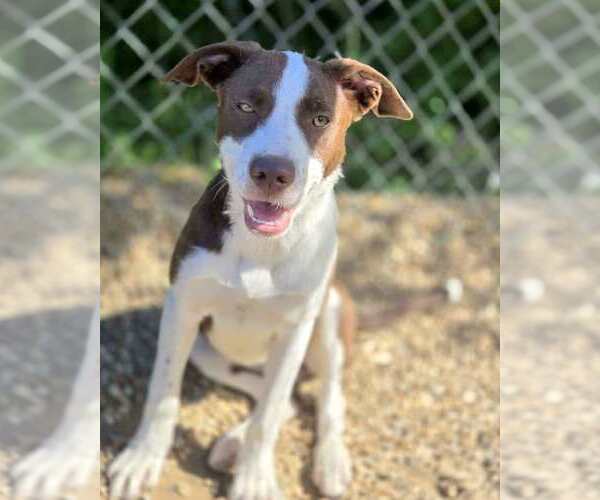 Medium Photo #3 Borador Puppy For Sale in Anniston, AL, USA
