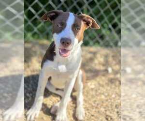 Stacy - Female Borador Dog for Adoption - Photo #3