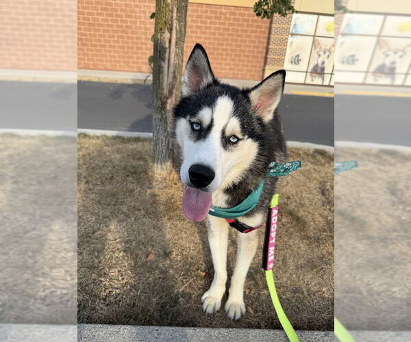 Medium Photo #7 Siberian Husky Puppy For Sale in Shermans Dale, PA, USA