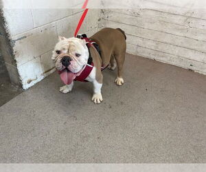 Bulldog Dogs for adoption in San Bernardino, CA, USA