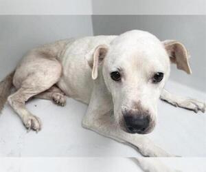 Labrador Retriever-Unknown Mix Dogs for adoption in Houston, TX, USA