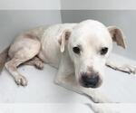 Small Labrador Retriever Mix
